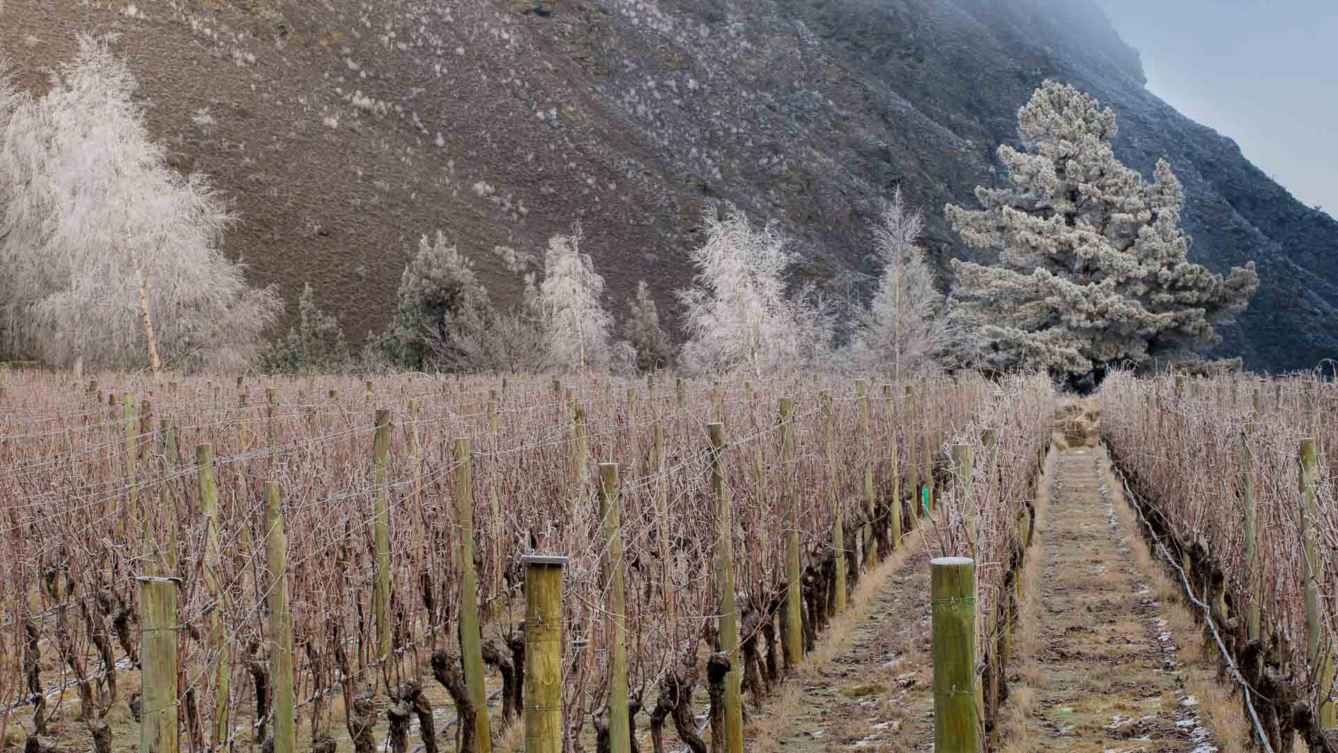 Winter Frost at Gibbston Valley, Central Otago New Zealand